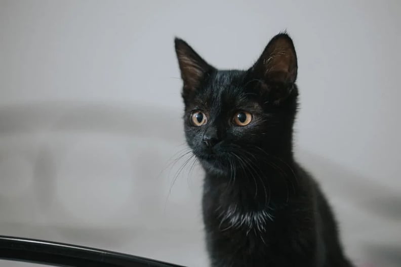 Calm cat names sales